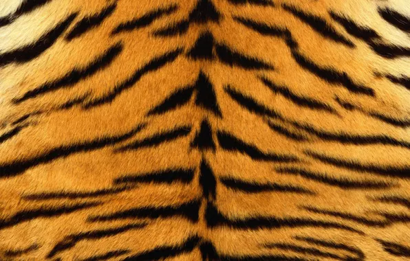 Picture tiger, skin, fur, texture, animal, fur