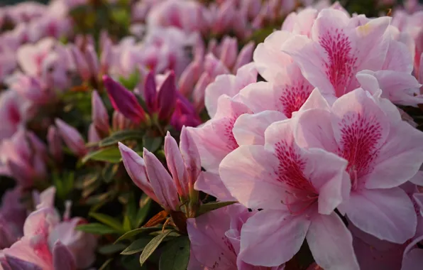 Pink, rhododendron, Azalea