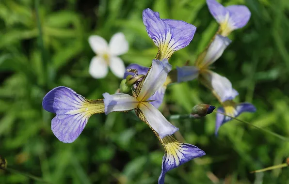 Blue, Iris, on the green