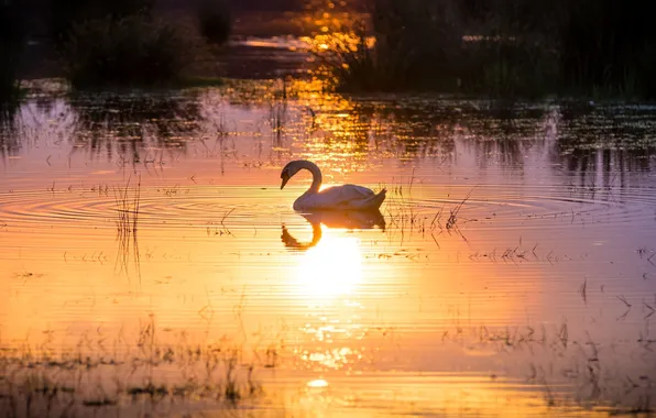 The sun, light, reflection, grace, Swan, pond