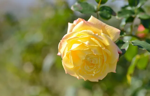 Macro, rose, petals, Bud, yellow