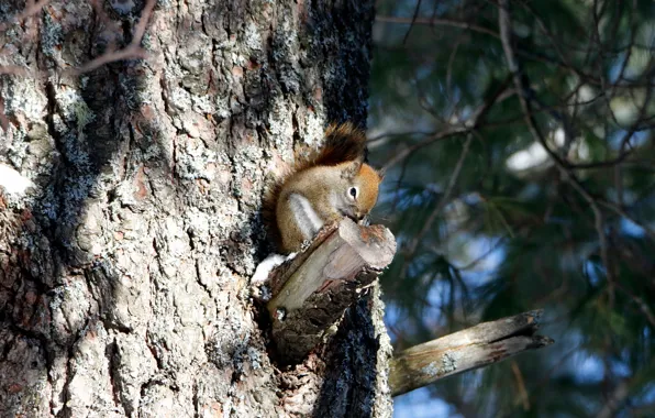 Picture light, trees, branches, protein, bark