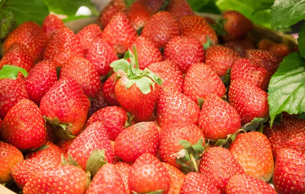 Picture berries, strawberry, red, fresh, ripe, sweet, strawberry, berries