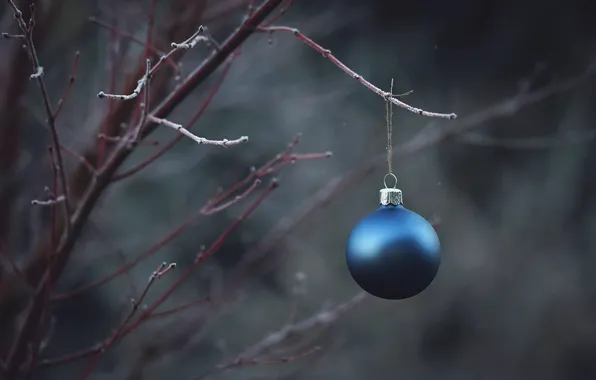 Holiday, toy, branch