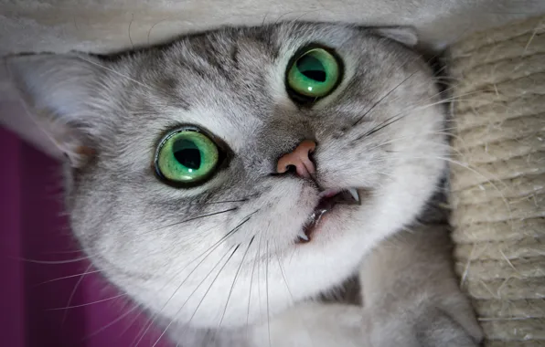Cat, cat, look, close-up, kitty, fangs, face, green eyes