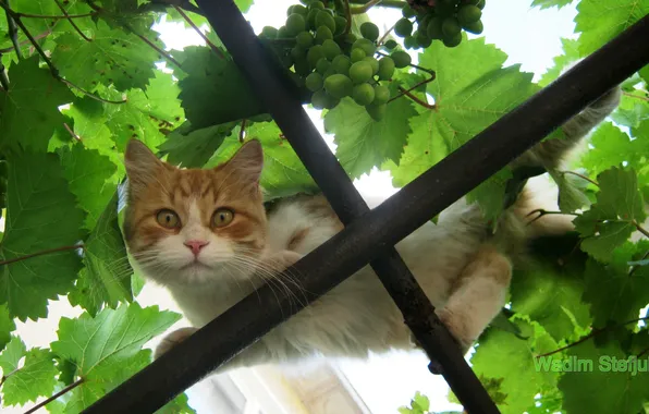 Cat, vineyard, red cat