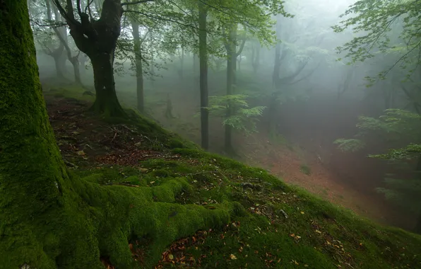 Picture autumn, forest, trees, fog, moss, slope
