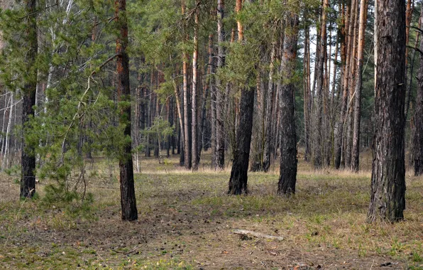 Picture forest, glade, foliage, pine