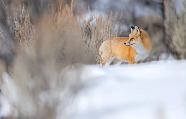 Winter, snow, Fox, red, the bushes