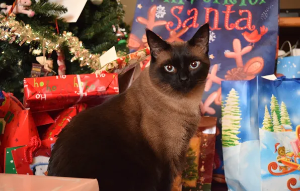 Cat, cat, look, pose, Christmas, New year, face, Siamese