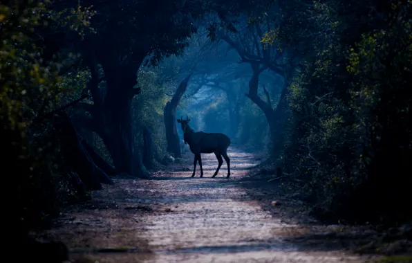 Picture forest, trees, fog, the way, deer, wildlife