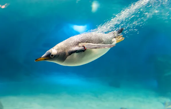 Water, bubbles, bird, beak, penguin