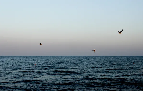 Sea, sunset, seagulls, beach, sky, sea, ocean, sunset