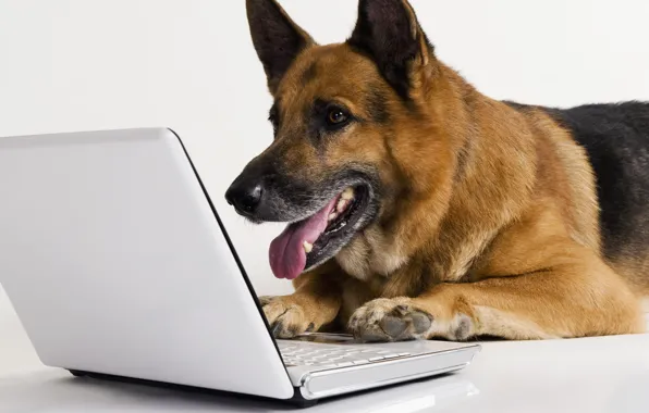 Picture white, background, dog, laptop, shepherd