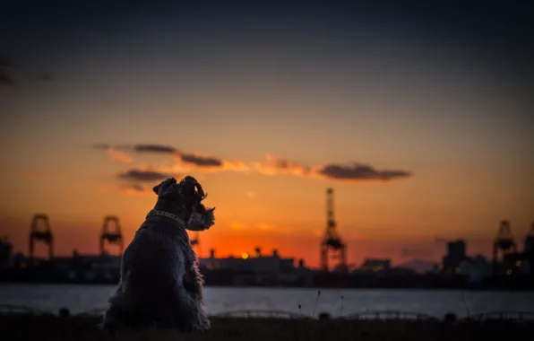 Sunset, Dog, horizon, Terrier