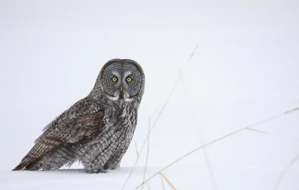 Picture winter, owl, bird, predator