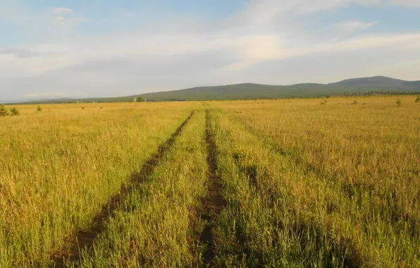 Picture road, field, grass, morning
