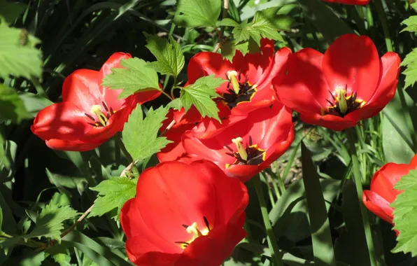 Tulips, red, flowerbed, April, spring 2018, Meduzanol ©