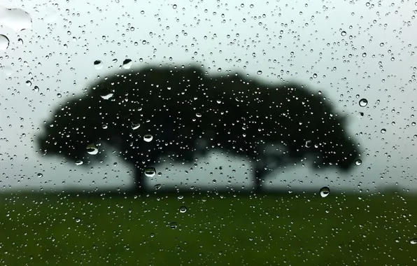 Drops, trees, silhouettes