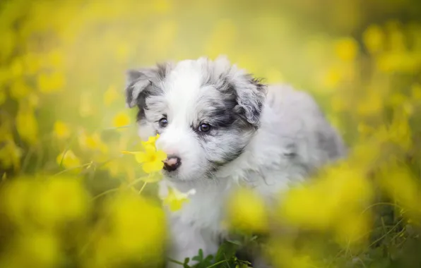 Picture flowers, dog, puppy, bokeh, The border collie