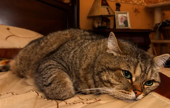 Cat, cat, look, face, pose, comfort, grey, room