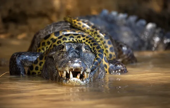 Look, face, snake, fight, teeth, crocodile, mouth, tail