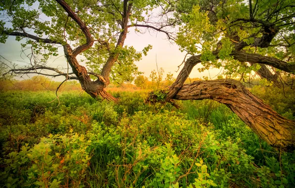 The sky, grass, tree, meadow