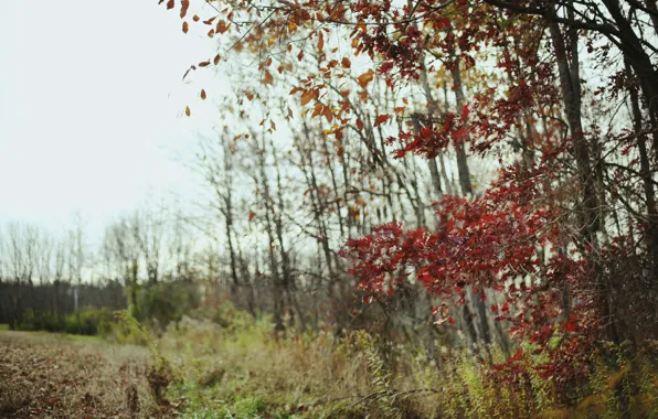 Picture field, autumn, forest