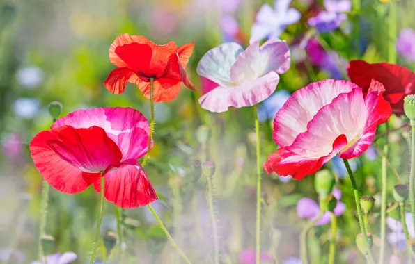 Field, Maki, colorful, bokeh, closeup