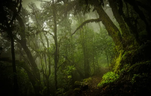 Forest, trees, nature, fog, thickets