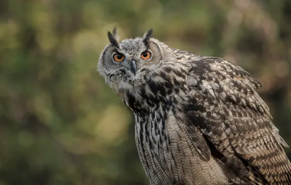 Picture look, background, owl, bird, portrait, wings, bokeh, owl