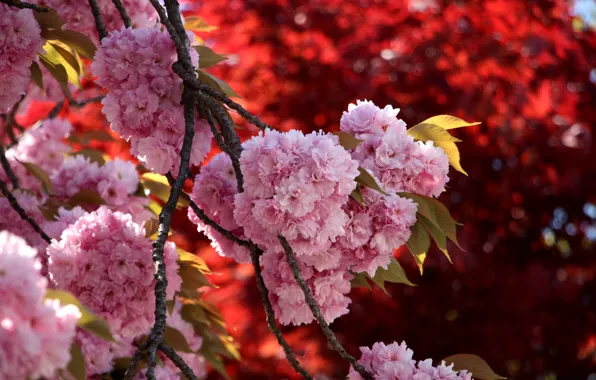 Picture flowers, branches, spring, Sakura, pink, flowering, a lot