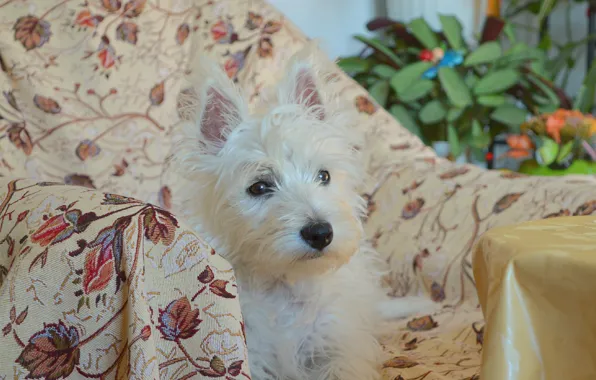 Picture Dog, Dog, The West highland white Terrier