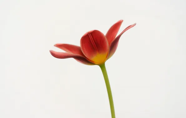 Picture macro, Tulip, spring, petals