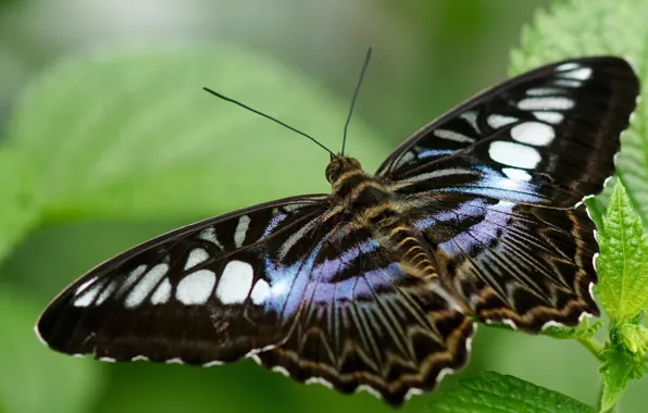 Leaves, macro, butterfly, wings