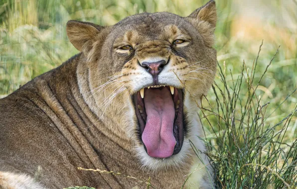 Picture language, cat, face, lioness, ©Tambako The Jaguar