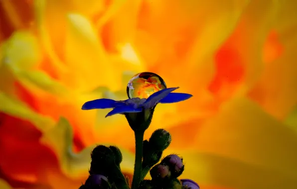Drops, macro, flowers, blue, Bud, fire