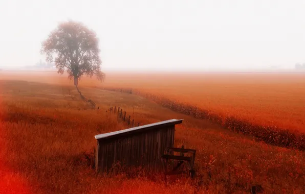 Field, landscape, nature, fog