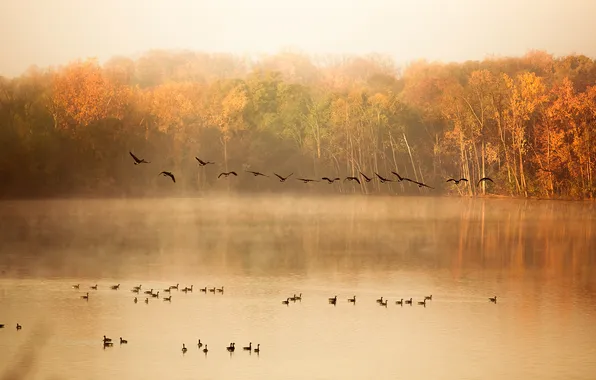 Autumn, trees, nature, lake, pond, duck, pack