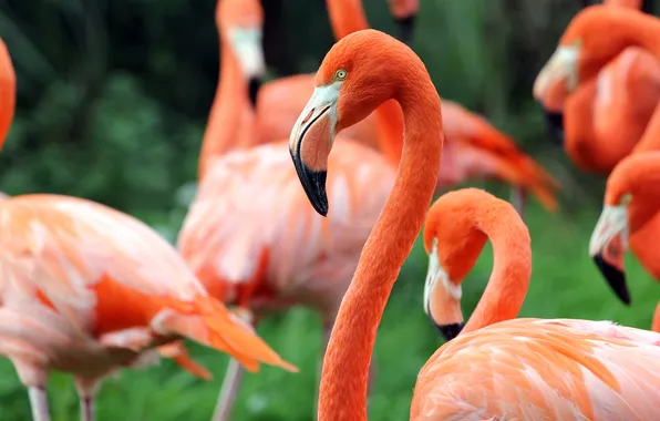 Picture greens, birds, Flamingo