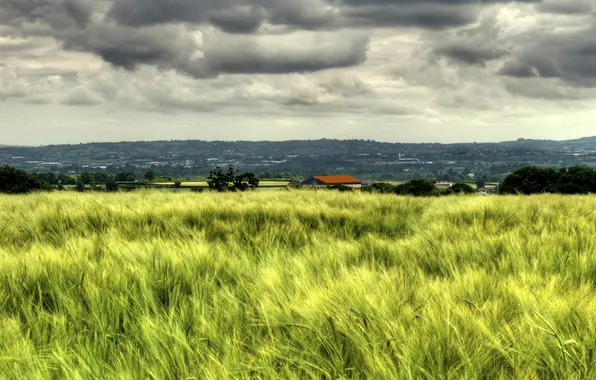Field, summer, the sky, clouds, hills, view, rye, dal
