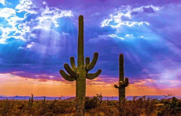 HORIZON, The SKY, CLOUDS, LIGHT, RAYS, VALLEY, CACTI