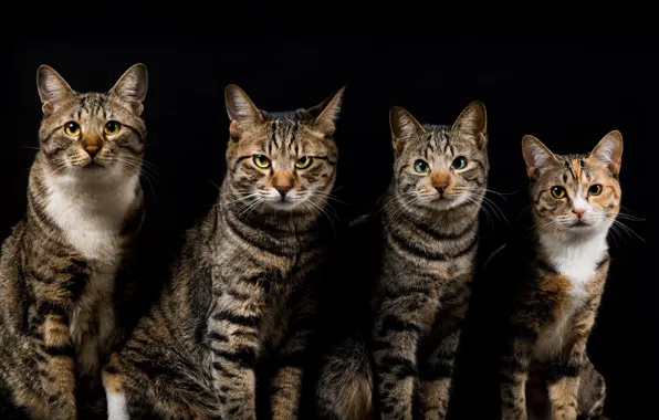 Cats, the dark background, cats, four, grey, striped