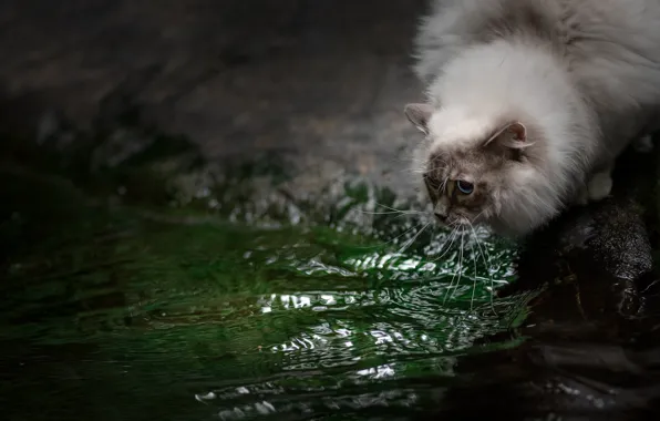 Cat, cat, look, water, nature, pose, stones, shore