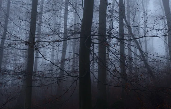 Picture forest, trees, nature, fog, Niklas Hamisch