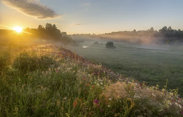 Picture summer, sunset, flowers, meadow