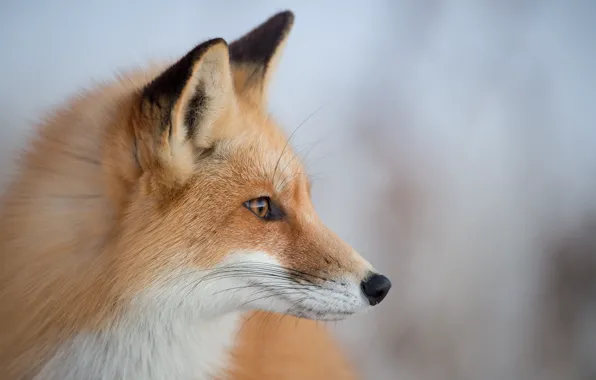 Nature, background, Fox