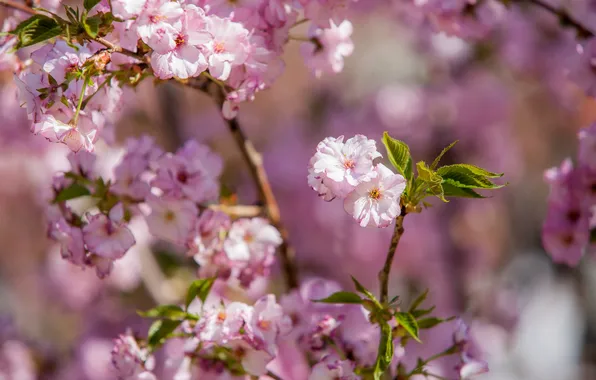 Leaves, light, flowers, branches, tree, spring, pink, pink background