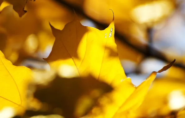Autumn, leaves, the sun, light, yellow, veins, maple