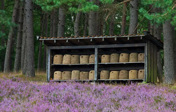Picture forest, flowers, Germany, beehive, apiary, Luneburg